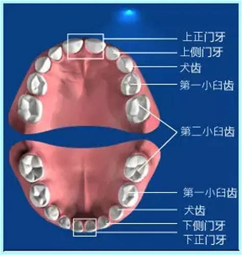 牙齒代表什麼|您知道人類牙齒的所有名稱嗎？ 